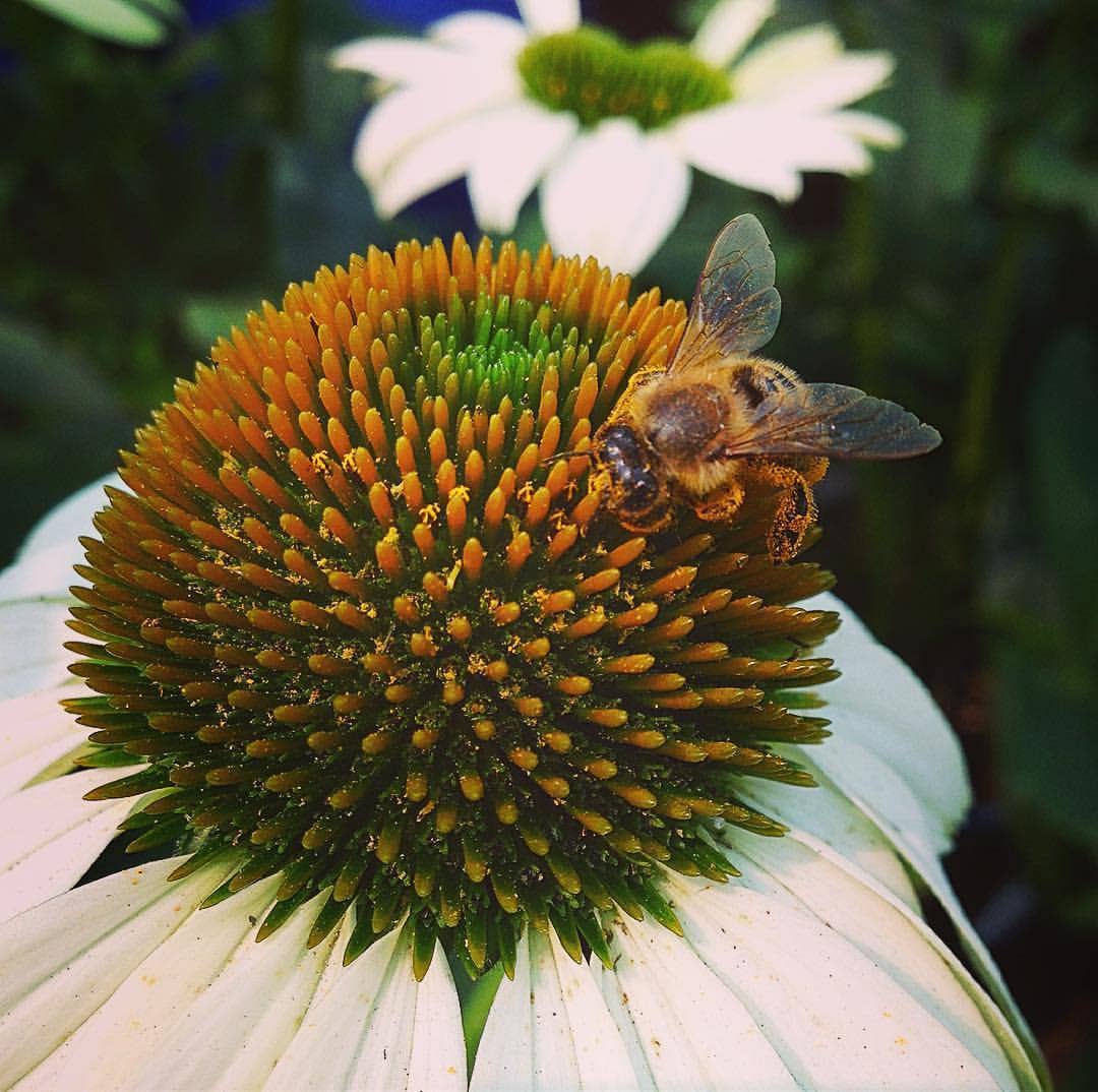 Garden Sprinkles Honeybee | Best Seller | Spring Gift
