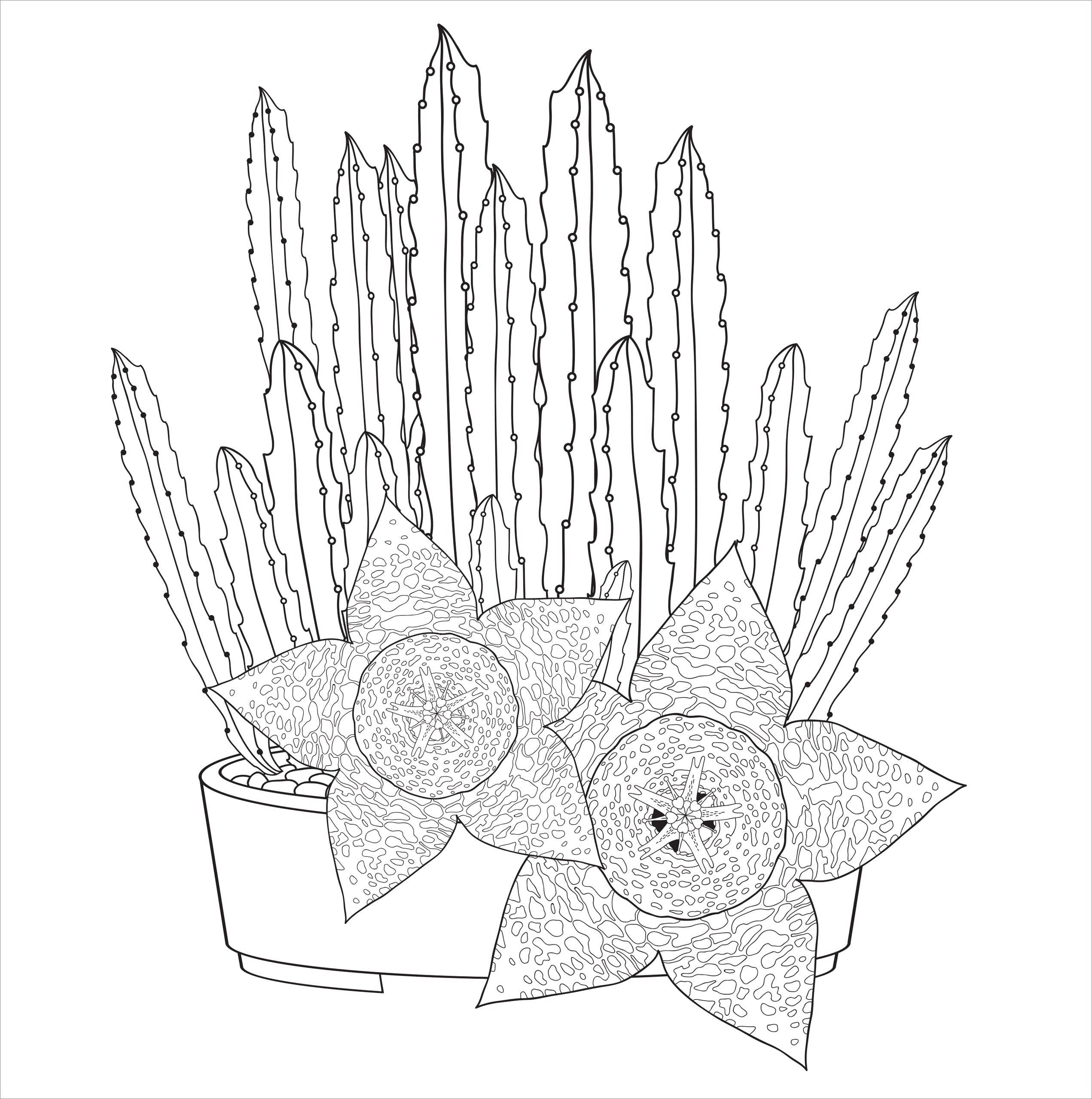 Succulents Artist's Coloring Book,Succulents Artist's Coloring Book
